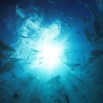 Rangiroa_gie-063-sharks-underwater_k_vs_hb