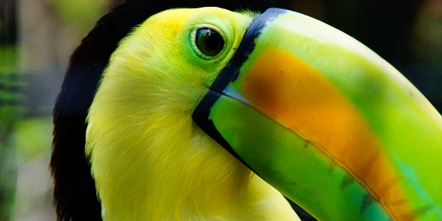 Belize_Birding_Tropical_Tucan_01-big (640x320)